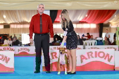 Étalon American Staffordshire Terrier - Burning Staff Very pretty little liar