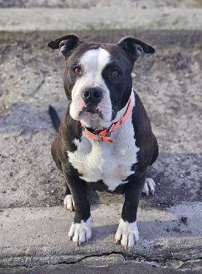 Étalon American Staffordshire Terrier - Thémis (Sans Affixe)