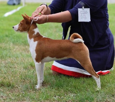Étalon Basenji - Transylvanian Black Diamond Fanta