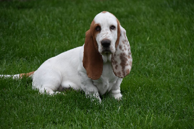 Étalon Basset Hound - After moon De La Garde Onirienne