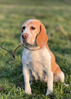 Étalon Beagle - Stella Du domaine de la villatelle