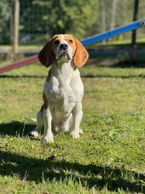 Étalon Beagle - Ultime Du domaine de la villatelle