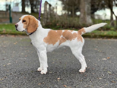 Étalon Beagle - Urka Du domaine de la villatelle