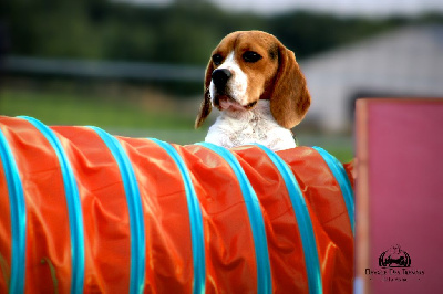 Étalon Beagle - CH. Totti junior Des Trésors De La Vézère