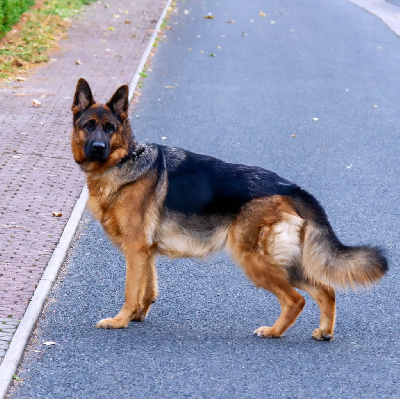Étalon Berger Allemand - Urielle du Sol Invictus