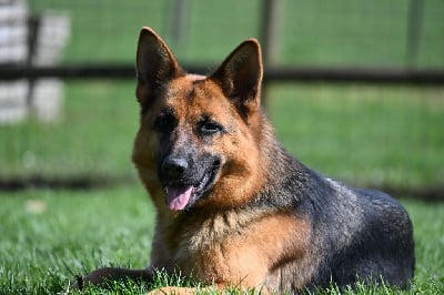 Étalon Berger Allemand - Ussy Du Haut Atlas