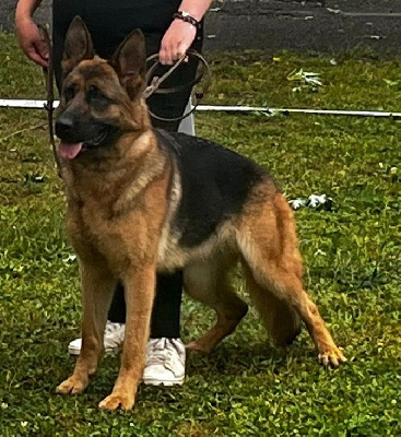 Étalon Berger Allemand - Una De L'Etoile Chanceuse