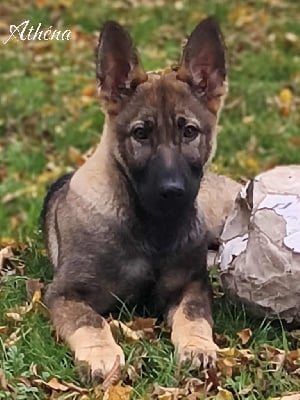 Étalon Berger Allemand - Athena Fun Paradise