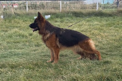 Étalon Berger Allemand - Volfy du val de siagne