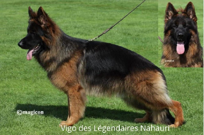 CH. Vigo des Légendaires Nahauri