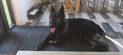 Étalon Berger Allemand Poil Long - Roxy des orckis de l'adret