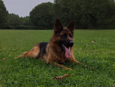 Étalon Berger Allemand - Vida des Légendaires Nahauri