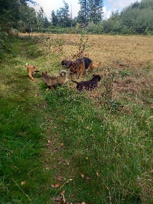 Étalon Berger Allemand - Uline du logis des harfangs