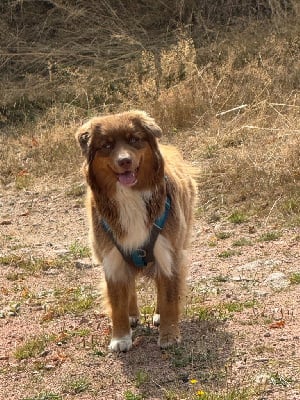 Étalon Berger Australien - Umi (Sans Affixe)