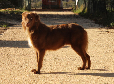 Étalon Berger Australien - circle b A heart of love with the eyes of ocean