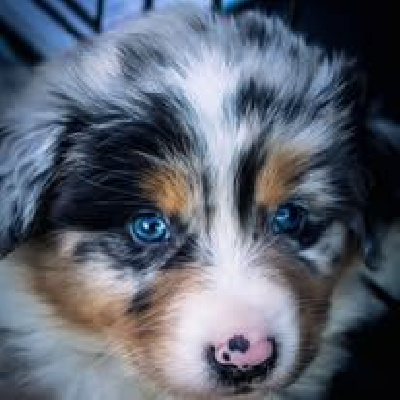 Étalon Berger Australien - Amor tokyo Des Bebouw D'Urka