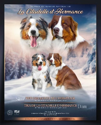 Étalon Berger Australien - Tika de la Citadelle D'Hermance