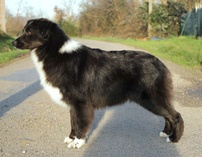 Étalon Berger Australien - Very sweety black frog Du Domaine Du Clos Australien