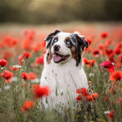 Rapsodie Des Gardiens Du Rouvergue