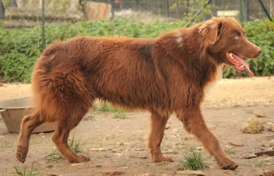 Étalon Berger Australien - circle b A heart of love with the eyes of ocean
