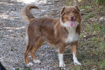 Étalon Berger Australien - Very nice story De L'Hubac De Lange