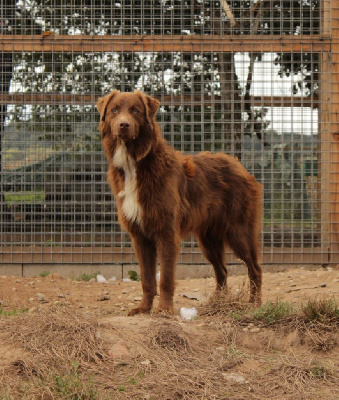 Étalon Berger Australien - circle b A heart of love with the eyes of ocean