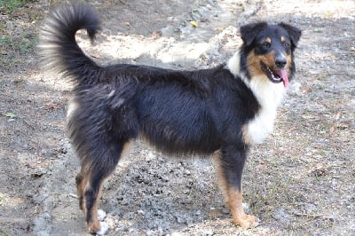 Étalon Berger Australien - Violetta De L'Hubac De Lange