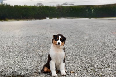 Étalon Berger Australien - Angel ariel De La Vallée Féérique