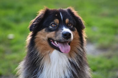 Étalon Berger Australien - Uby de la Forêt de Corthomel