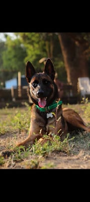 Étalon Berger Belge - Timpesta de la balastiere du veron