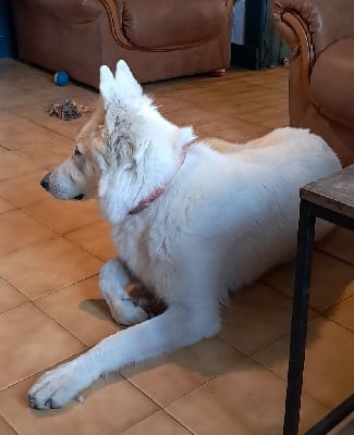 Étalon Berger Blanc Suisse - Umpa-loompa de l'Aube des Hortensias