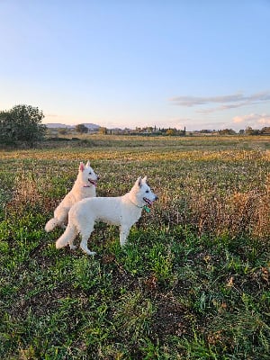 Étalon Berger Blanc Suisse - Uchka dit miku (Sans Affixe)