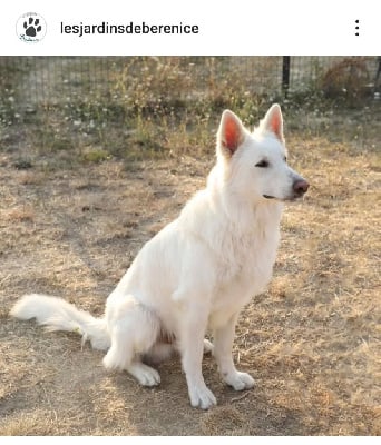 Étalon Berger Blanc Suisse - Taiko (Sans Affixe)