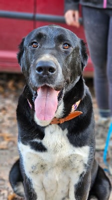 Étalon Berger d'Asie Centrale - Fortuna gudzhur