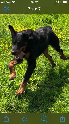 Étalon Berger de Beauce - Vador du temple de feu