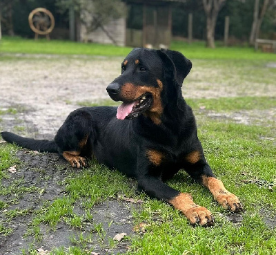 Étalon Berger de Beauce - Onyx de Champreval
