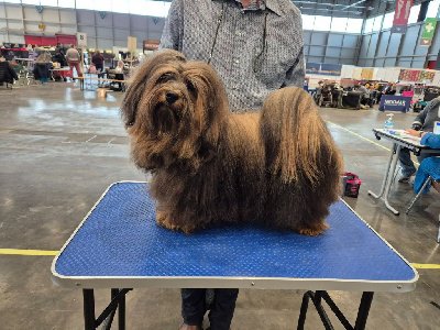 Étalon Bichon Havanais - CH. Voltaire Du Domaine De Brière