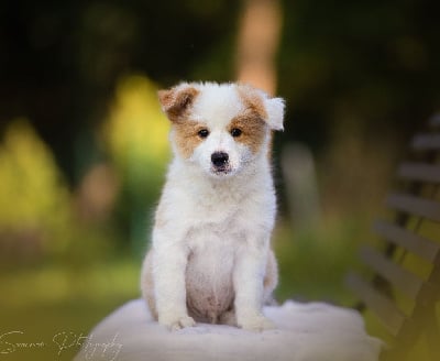 Étalon Border Collie - A great king From Buddy's Kingdom