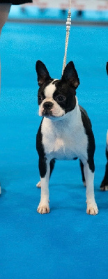 Étalon Boston Terrier - Univers queen Des Ours Gris