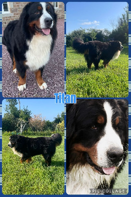 Étalon Bouvier Bernois - Titan (Sans Affixe)