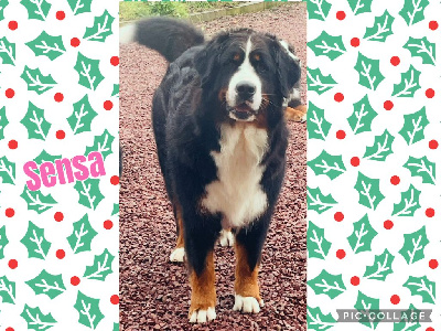 Étalon Bouvier Bernois - Sensa De La Baie De La Mancha