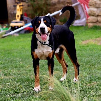 Tino Du Mystère Des Bastides