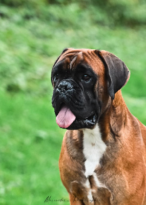 Étalon Boxer - CH. Ulyx Du Soleil De L'aurion