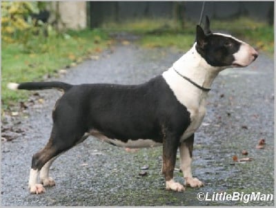 Étalon Bull Terrier - Urkhan Of the little big man