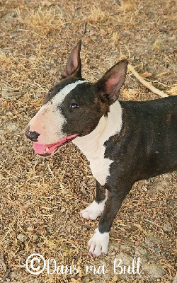 Étalon Bull Terrier Miniature - Ultimatum Dans Ma Bull