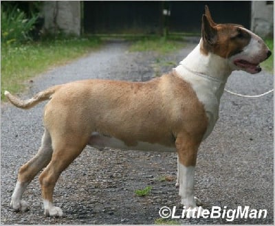 Étalon Bull Terrier - ultimate joy's Supersonic spaceman