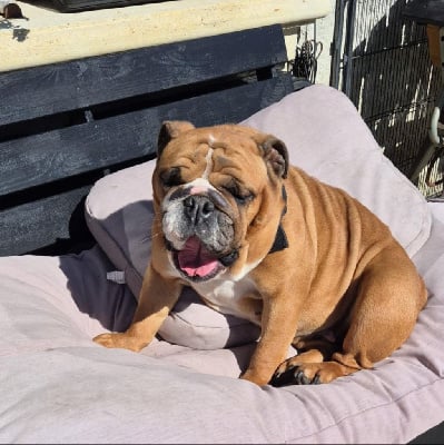 Étalon Bulldog Anglais - Scalett Of The Tawny Pearls