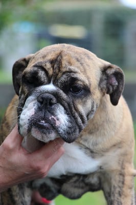 Étalon Bulldog Anglais - Verna des Dunes de Mondopale