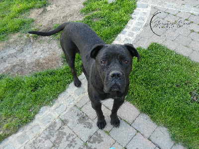Étalon Cane Corso - Strongest Blood Unica deva