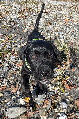 Étalon Cane Corso - Ava de Genevayse